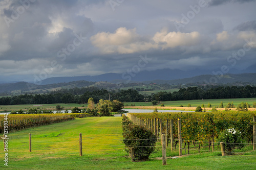 Yarra Valley vineyard in cloudy day