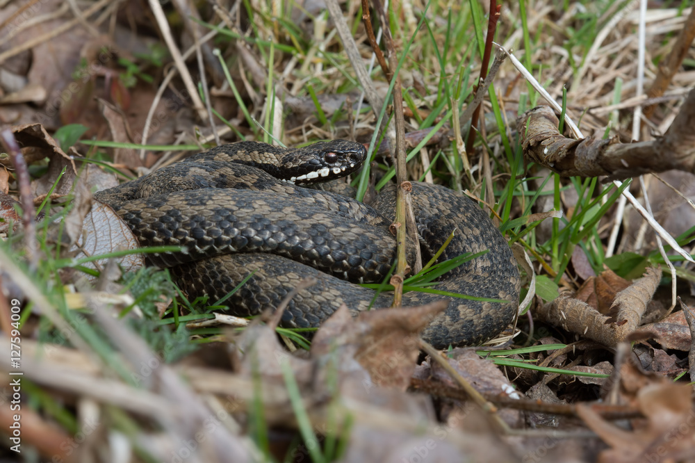 Adder (Vipera Berus)/Common European Adder in leaf litter Adder (Vipera Berus)/Common European Adder in leaf litter