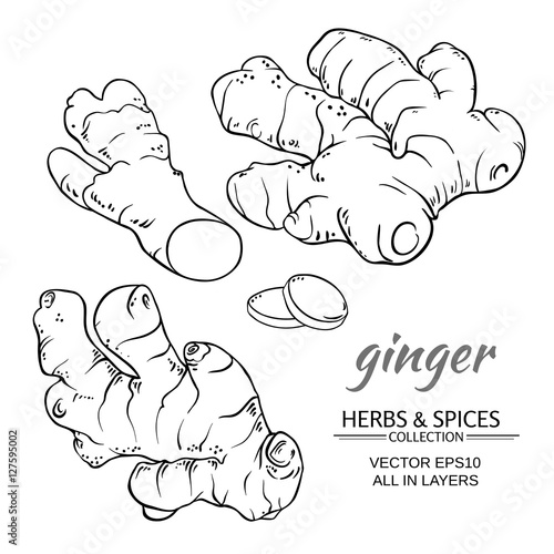 ginger vector set
