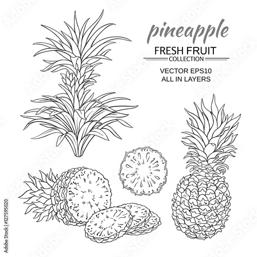 pineapple vector set