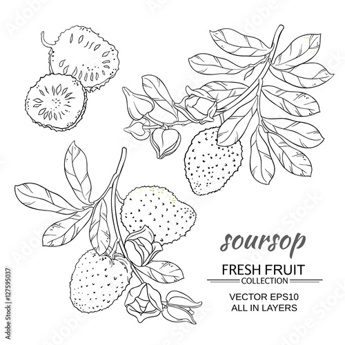 Photos soursop vector set