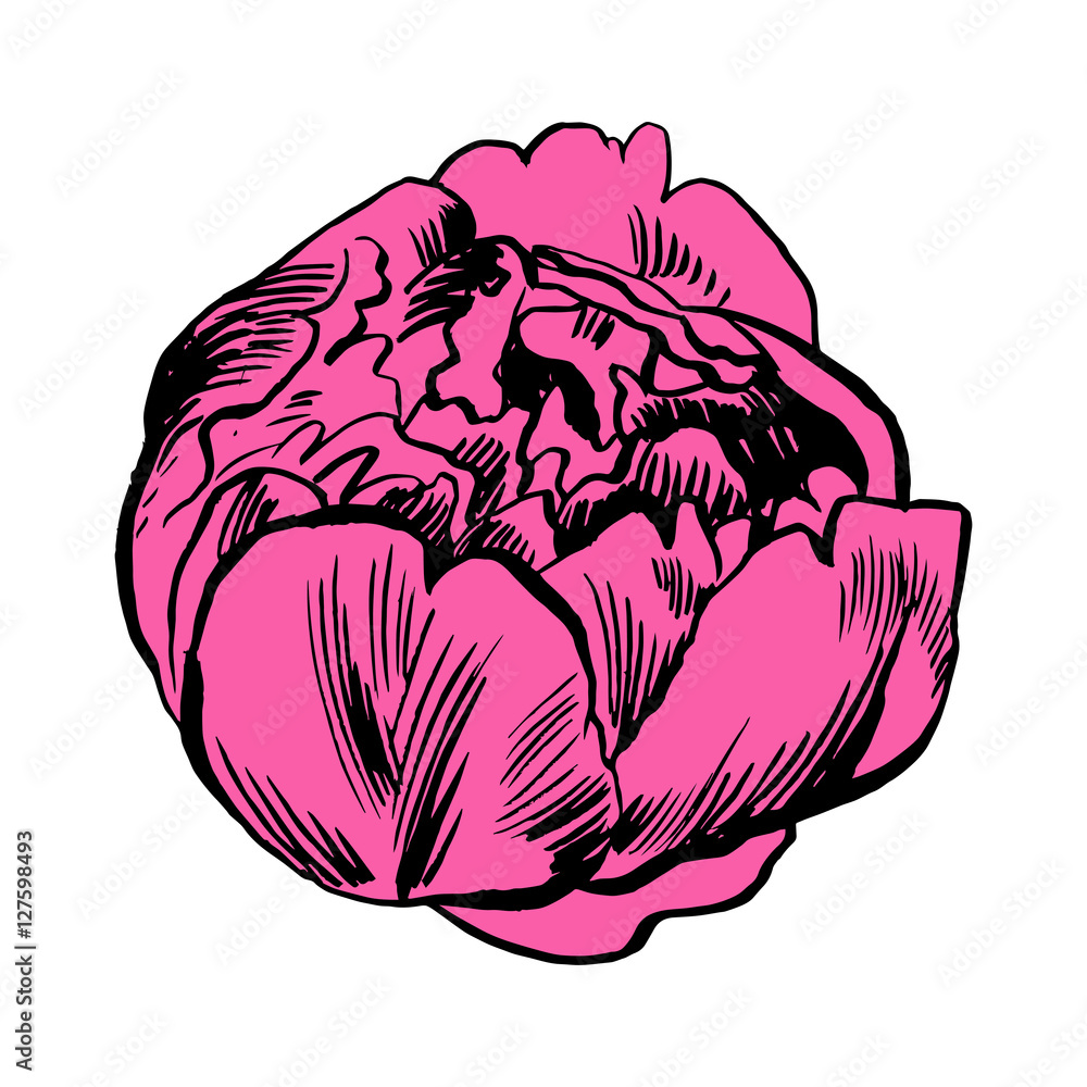 Hand-drawing peonies. Vector graphic flowers. Decorative background for cards, invitations. Template greeting card. Hand-drawing peonies. Vector graphic flowers. Decorative background for cards, invitations. Template greeting card.