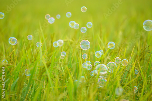 The rainbow bubbles on green background