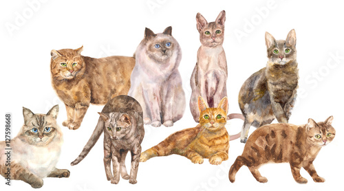 Collection of cats: white, brown and red cats with green and blue eyes, lying and standing on white background, isolated, hand draw watercolor painting, animal illustration, vintage