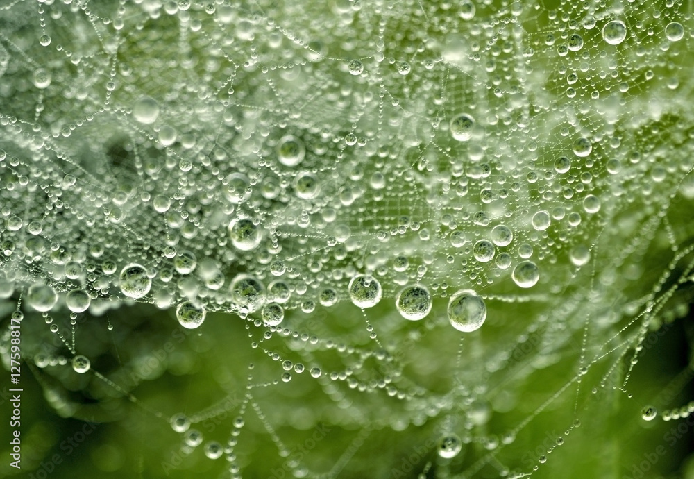 Soft focused of Water droplets on a spider web