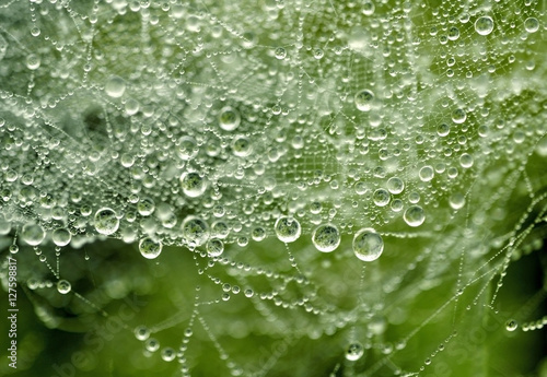 Soft focused of Water droplets on a spider web