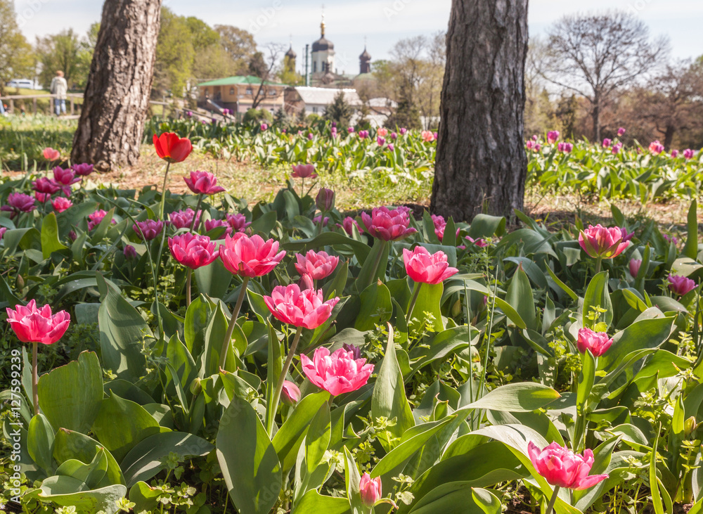 KIEV, UKRAINE: Blooming tulips  in the M. Gryshko National botan