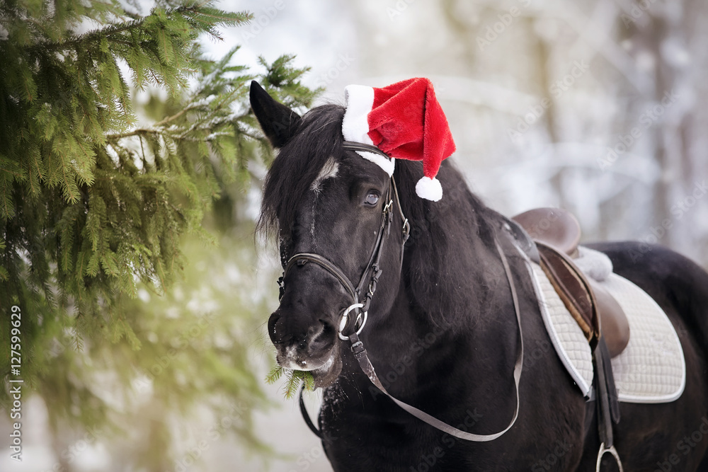 Naklejka premium Black horse horse in a red Santa Claus hat