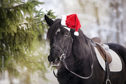 Black horse horse in a red Santa Claus hat