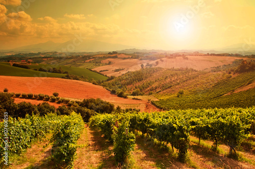 Vineyard on sunset