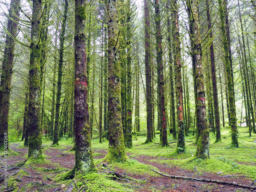 Fototapeta premium Trees in green landscape in France