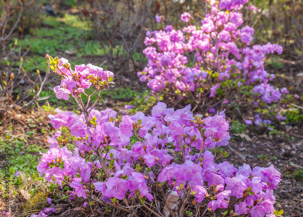 Fototapeta premium Blooming purple rhododendron
