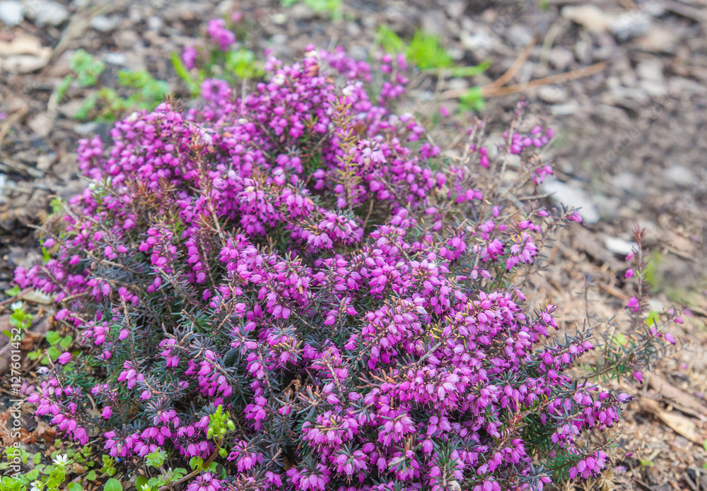 Obraz premium Flowering pink heather