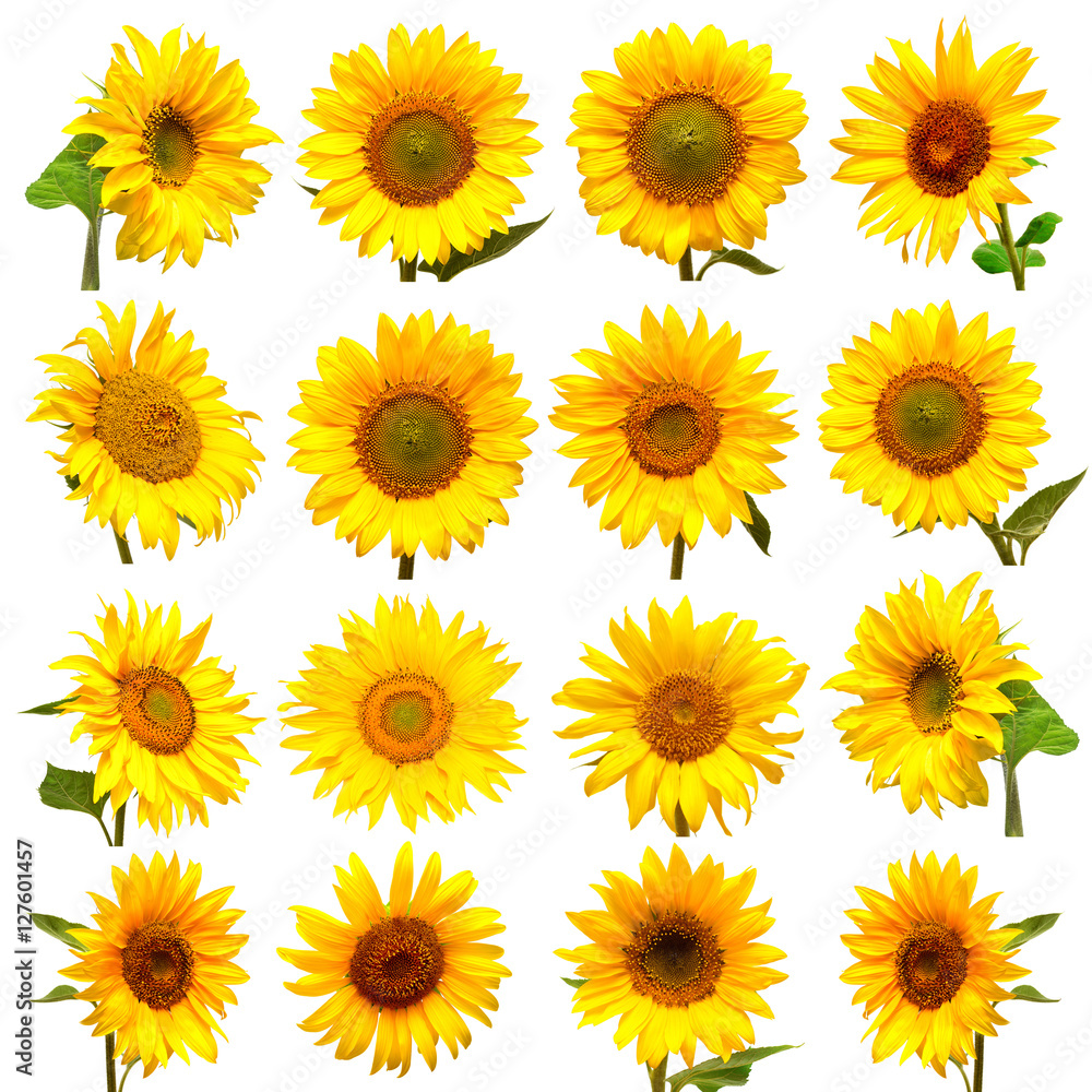 Obraz premium Sunflowers collection on the white background.