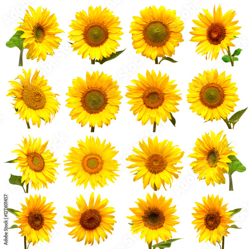 Fototapeta Naklejka Na Ścianę i Meble -  Sunflowers collection on the white background.