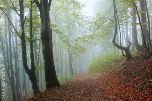 Misty beech forest on the slopes of the Carpathians.