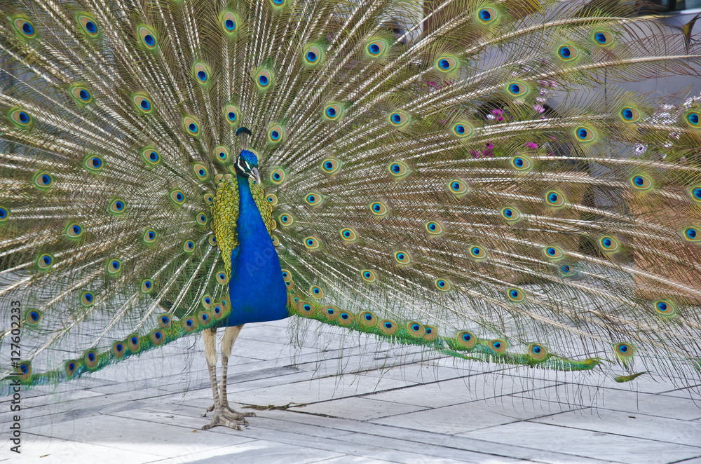 Obraz premium Pfau