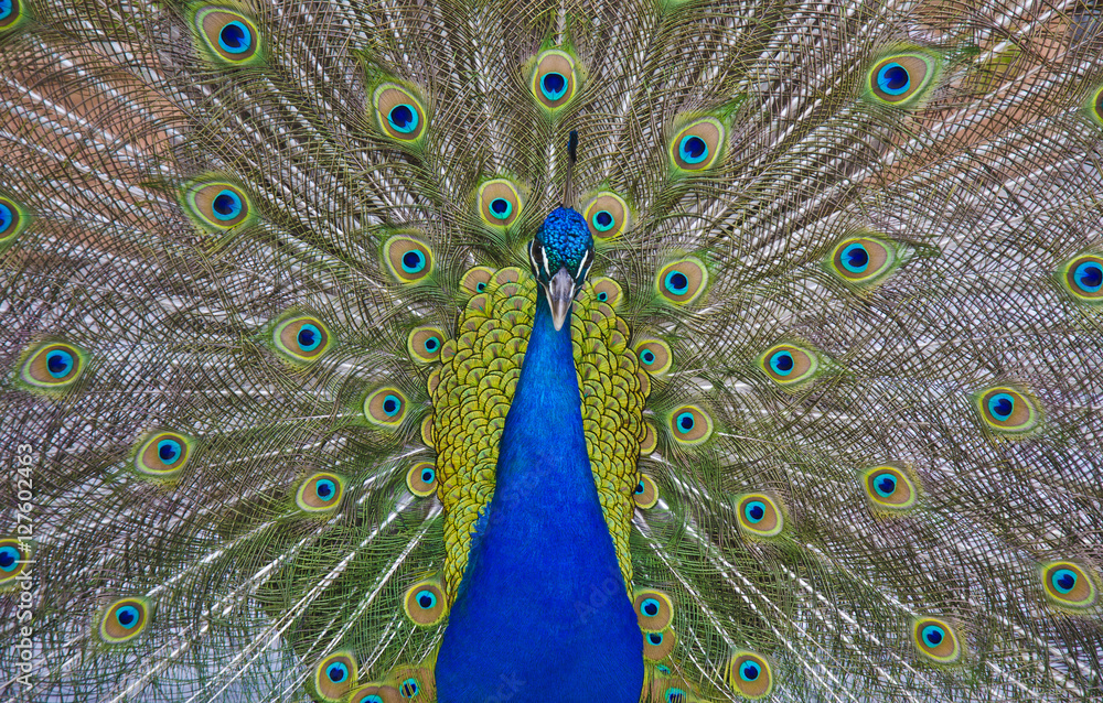Obraz premium Pfau