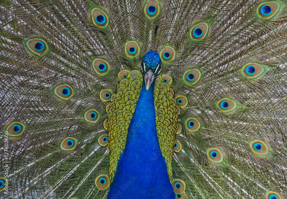 Obraz premium Pfau