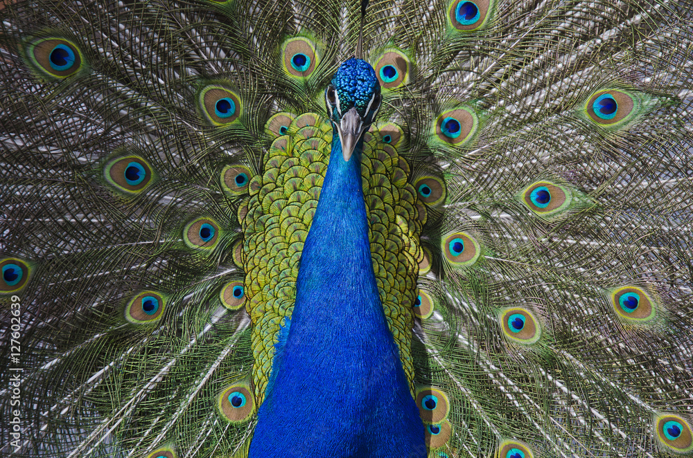 Obraz premium Pfau