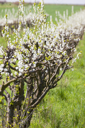 blooming apricot orchard © Richard Semik