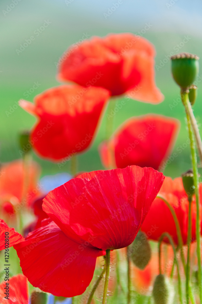 Obraz premium Wild poppies