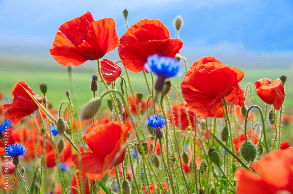 Obraz premium Wild poppies