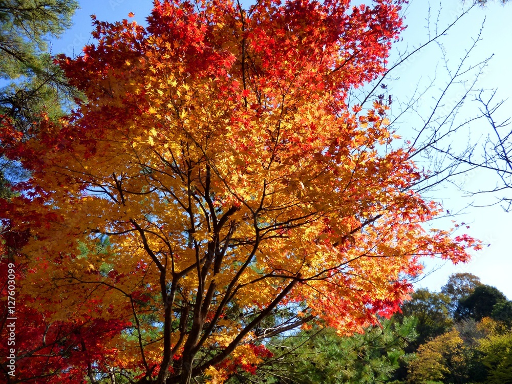 紅葉の時期がやってきた
