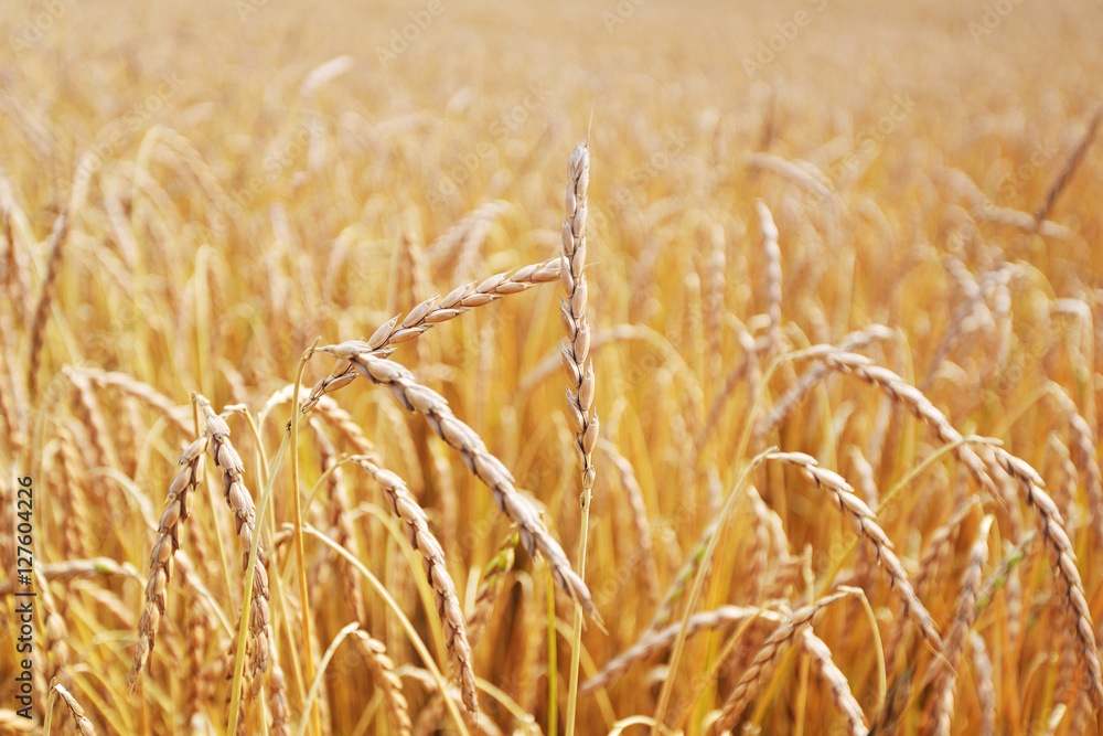 Fototapeta premium field of cereal