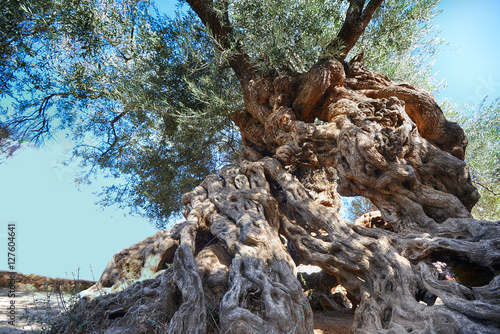 old olive tree