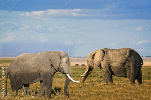 Male and female African Bush Elephants