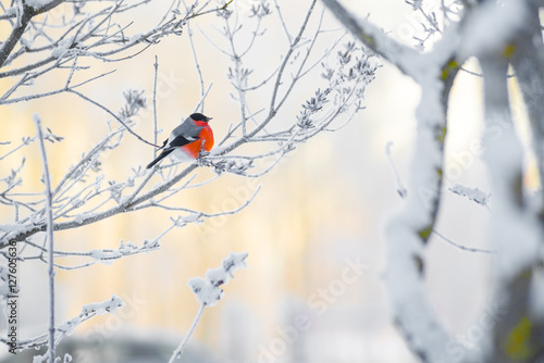 Fotografering The bullfinch sits on a branch
