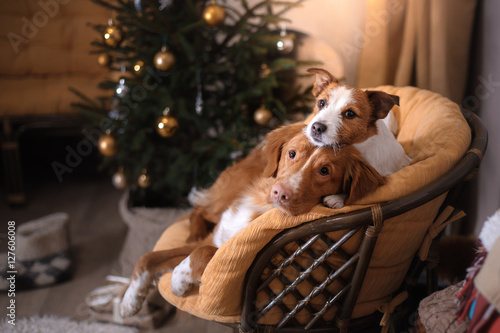Fototapeta Naklejka Na Ścianę i Meble -  Dog Jack Russell Terrier and Dog Nova Scotia Duck Tolling Retriever . Christmas season 2017, new year