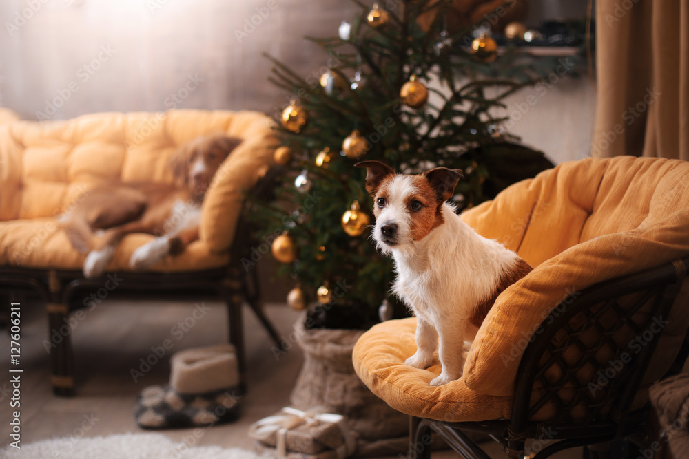 Obraz premium Dog Jack Russell Terrier. Christmas season 2017, new year