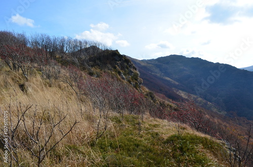 Fototapeta Naklejka Na Ścianę i Meble -  bukowe berdo