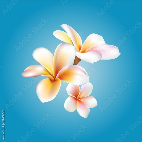 Plumeria. Vector flower