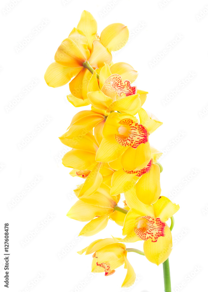 yellow orchid flowers stem isolated on white background