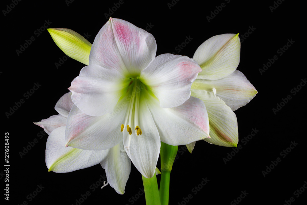 Obraz premium White amaryllis flower