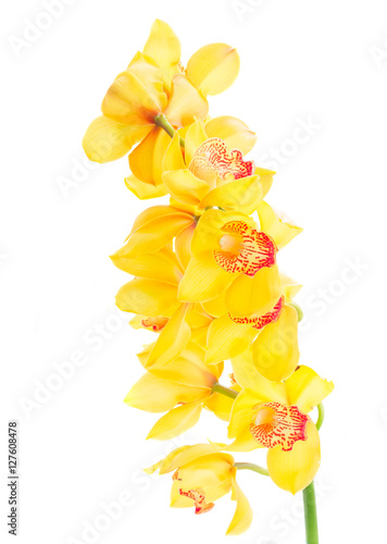 Fototapeta Naklejka Na Ścianę i Meble -  yellow orchid flowers stem isolated on white background