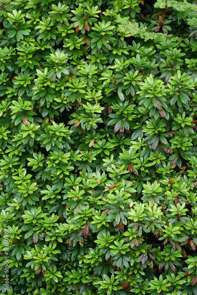 Grüne Wand: Rhododendron-Blätter am Hang Grüne Wand: Rhododendron-Blätter am Hang