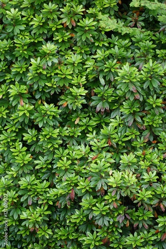 Grüne Wand: Rhododendron-Blätter am Hang