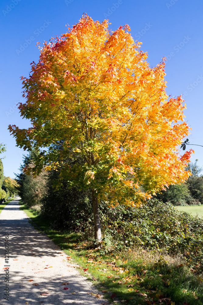 Naklejka premium Automn