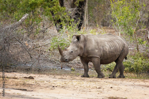 Rhinoceros photo