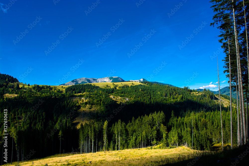 Alpine Landschaft mit Bergen und Wäldern in Österreich 