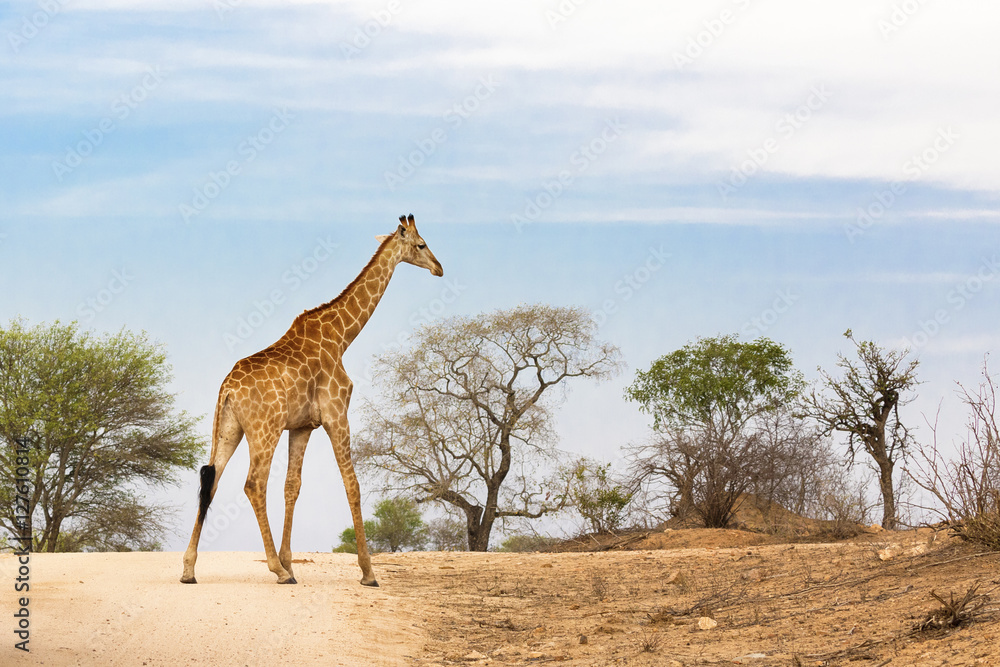 Obraz premium South African giraffe