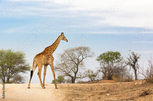 South African giraffe © Rixie