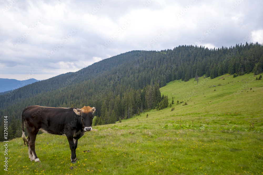 Cow on a summer pasture.