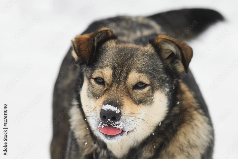 funny brown puppy playing and licking the snow with the nose funny brown puppy playing and licking the snow with the nose