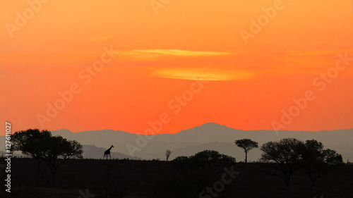 Obraz na płótnie Sunset over the savannah