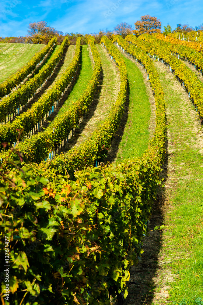 Weinberge im Herbst in Österreich Weinberge im Herbst in Österreich